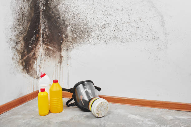 Best Certified Mold Removal  in Whitefish, MT