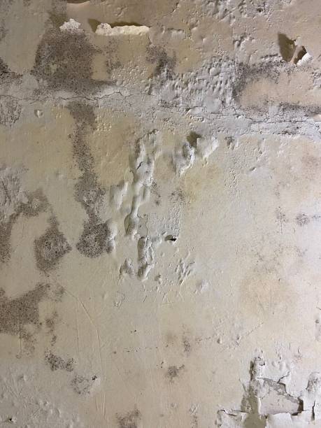 Reliable Whitefish, MT Mold Removal Solutions