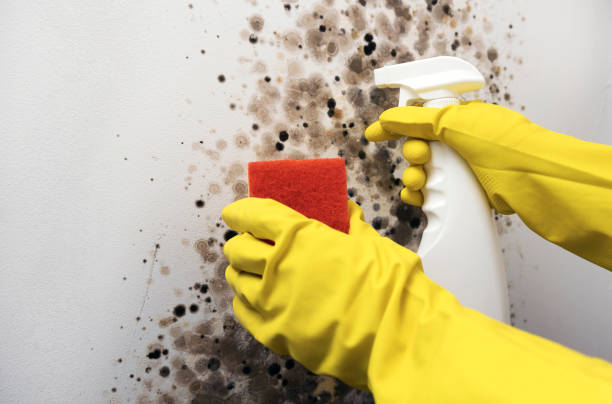 Best Commercial Mold Removal  in Whitefish, MT