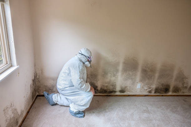 Crawl Space Mold Removal in Whitefish, MT
