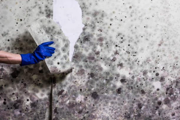 Best Toxic Mold Removal  in Whitefish, MT