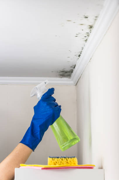 Best Mold Testing  in Whitefish, MT